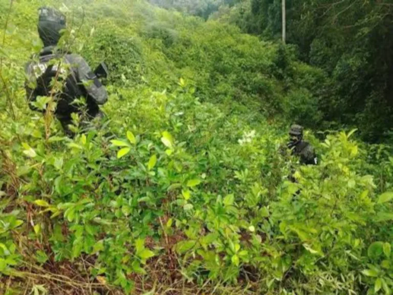 Militares destruyen unas 20.000 plantas de coca durante operativo en Pichincha