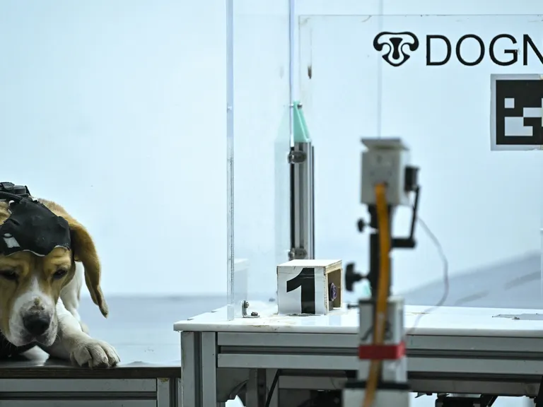 Dognosis en India: olfato canino y IA para detectar cáncer