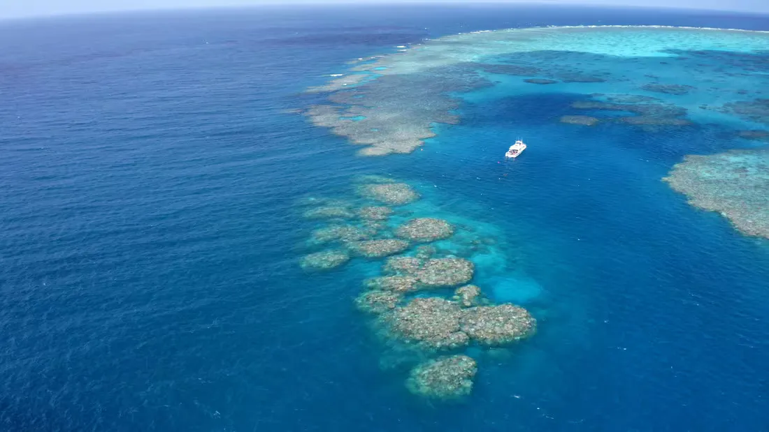 Gran Barrera de Coral: el monitoreo reporta más coral que nunca