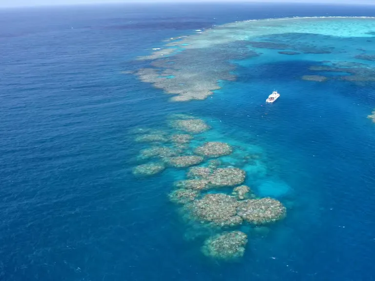 Gran Barrera de Coral: el monitoreo reporta más coral que nunca