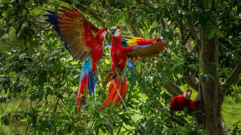 Guacamaya roja y Parker: el rescate peruano contra la “crianza letal”