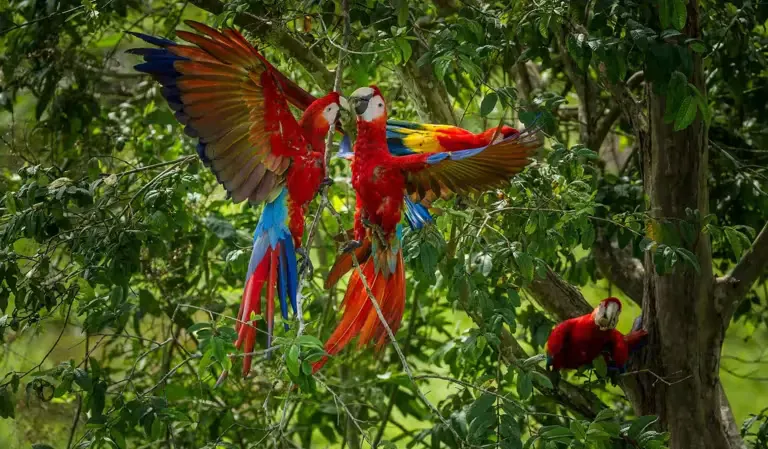 Guacamaya roja y Parker: el rescate peruano contra la “crianza letal”