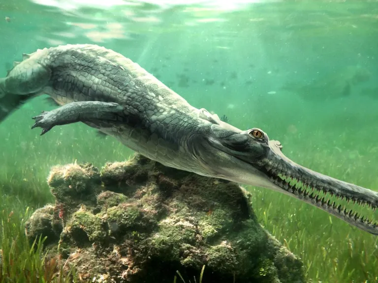 Herugavialis cairensis: hallan nueva especie de cocodrilo en Egipto