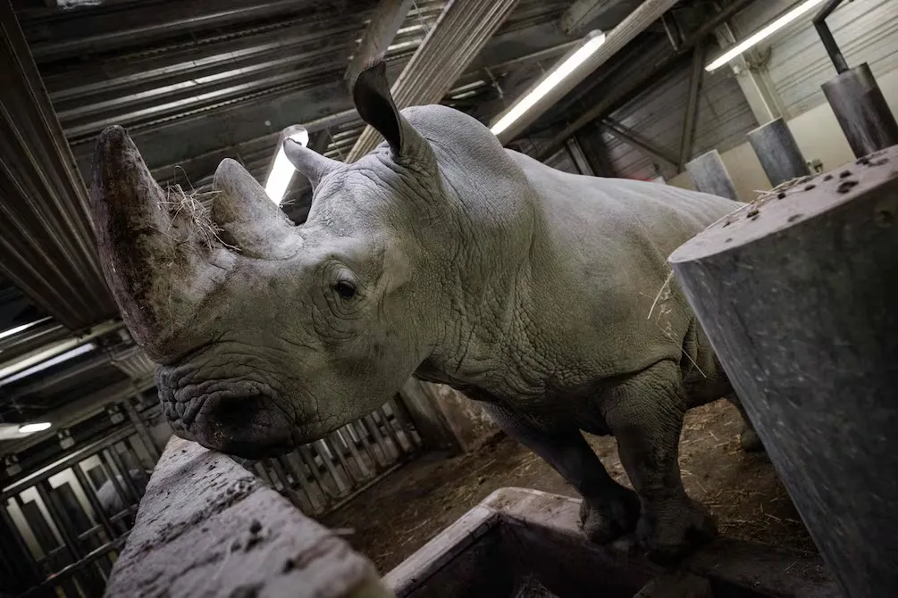 Rinoceronte blanco Wami del zoológico de París es trasladado a México