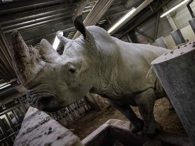 Rinoceronte blanco Wami del zoológico de París es trasladado a México