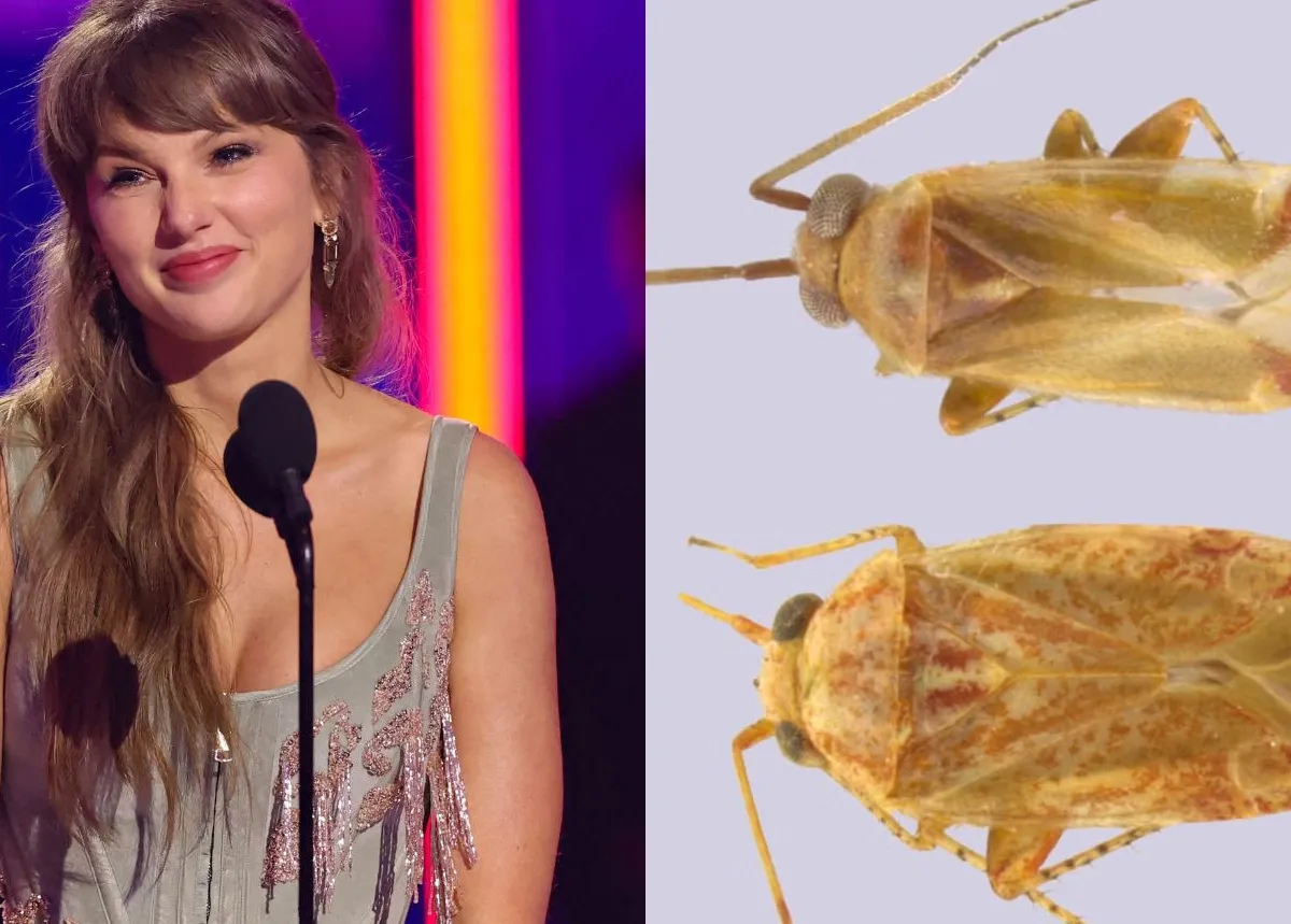 Swiftiephylus: bautizan género de insectos en honor a Taylor Swift