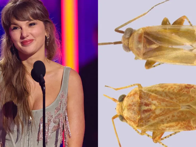 Swiftiephylus: bautizan género de insectos en honor a Taylor Swift
