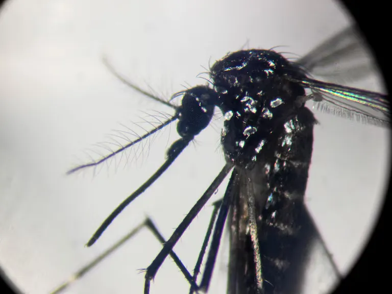 UKHSA detecta reproducción de Aedes aegypti en Londres por primera vez
