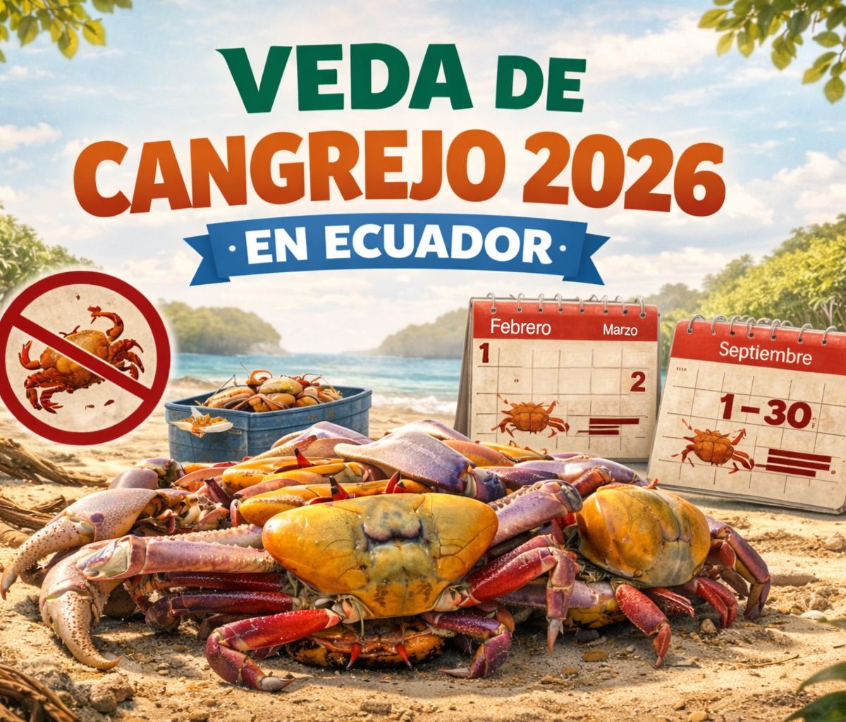 Veda de cangrejo 2026 en Ecuador: la primera será del 1 de febrero al 2 de marzo