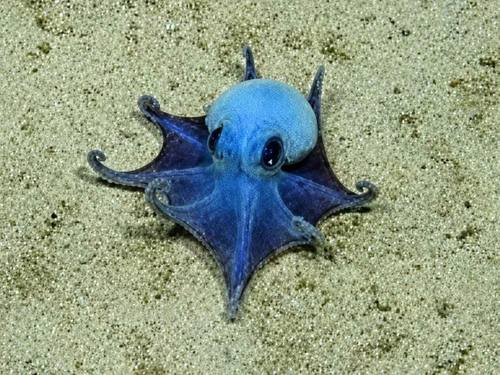 Descubren nueva especie de pulpo azul en Galápagos