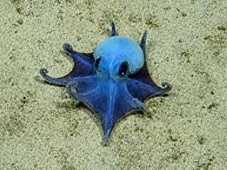 Descubren nueva especie de pulpo azul en Galápagos