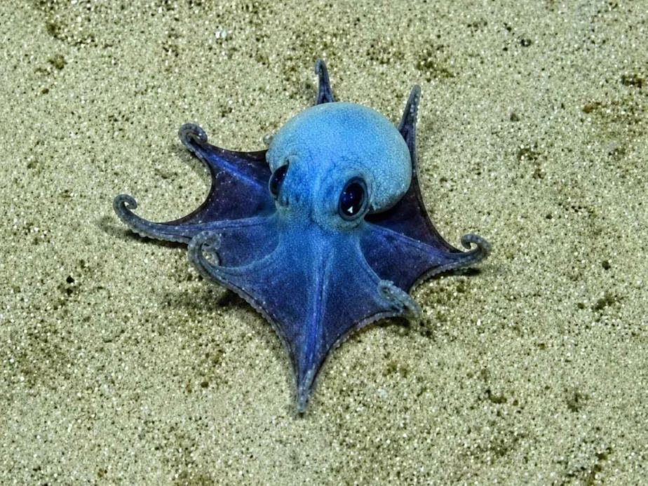 Descubren nueva especie de pulpo azul en Galápagos