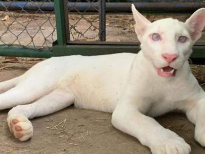 Nuevas imágenes de Itzae reavivan el debate sobre el estado de la puma albina más famosa de Nicaragua