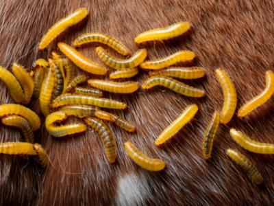 FDA autoriza pastillas de venta libre para combatir el gusano barrenador en perros y gatos en Estados Unidos