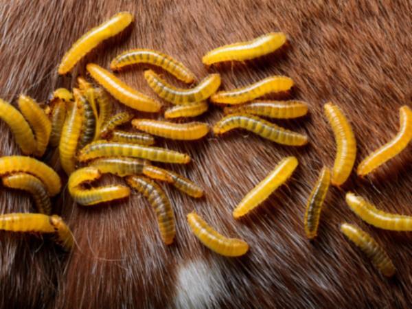 FDA autoriza pastillas de venta libre para combatir el gusano barrenador en perros y gatos en Estados Unidos
