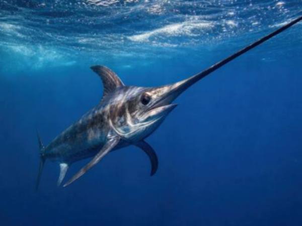 Ecuador digitaliza trámites para exportación pesquera
