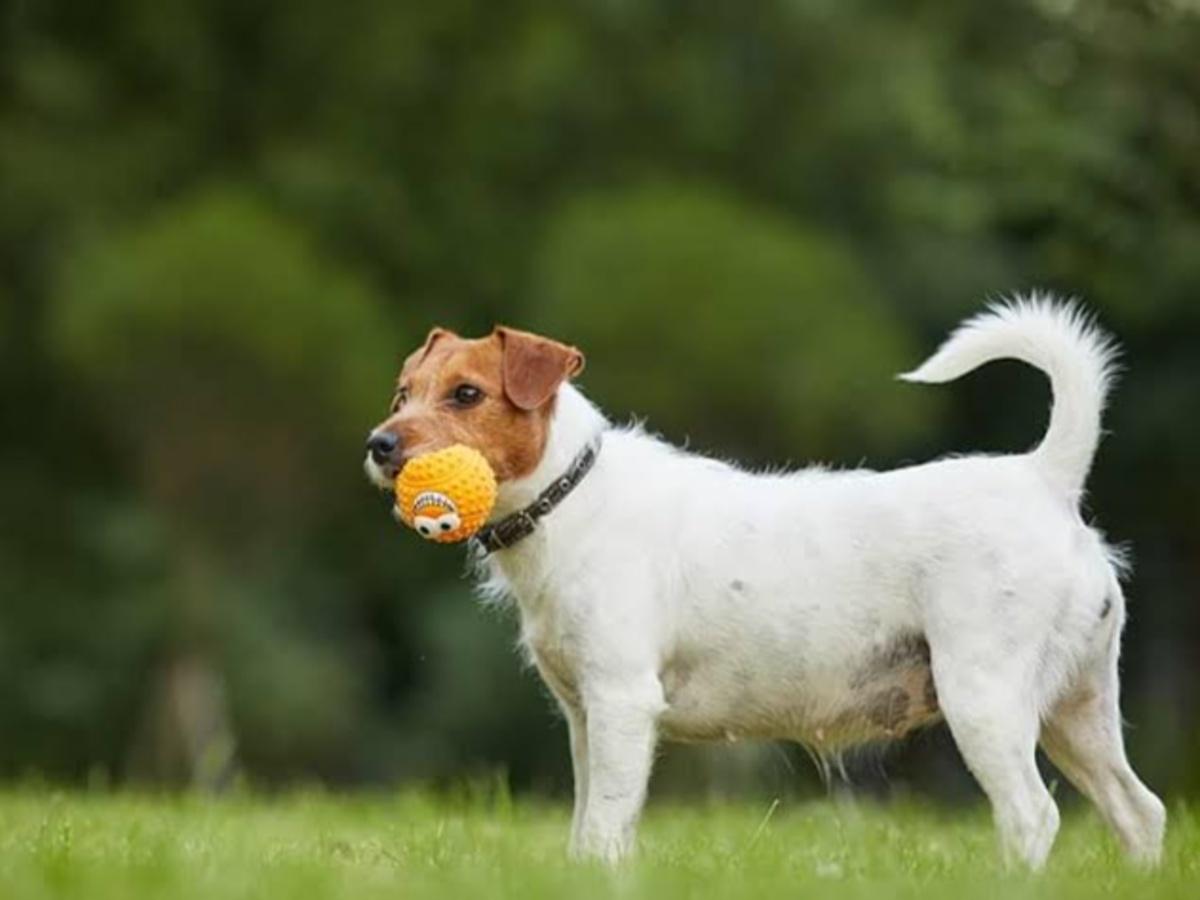 Club del Firu: Quito abrirá escuela gratuita para dueños de perros.