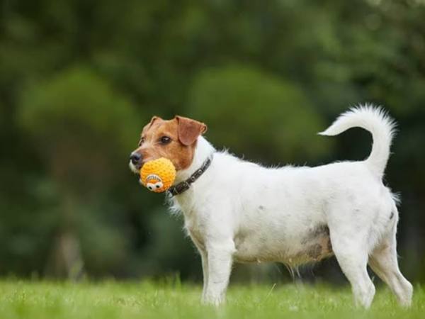 Club del Firu: Quito abrirá escuela gratuita para dueños de perros.