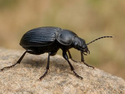 Un escarabajo japonés muestra cómo la evolución divide especies