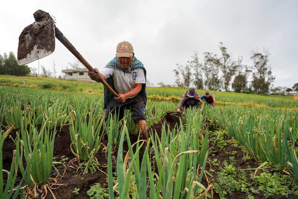 Agricultura regenerativa: no reemplaza la fertilización mineral