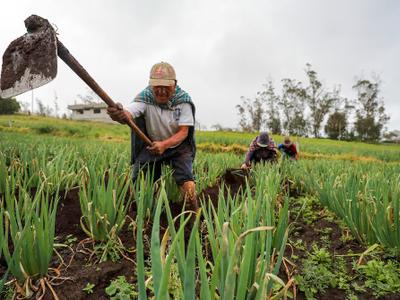 Agricultura regenerativa: no reemplaza la fertilización mineral