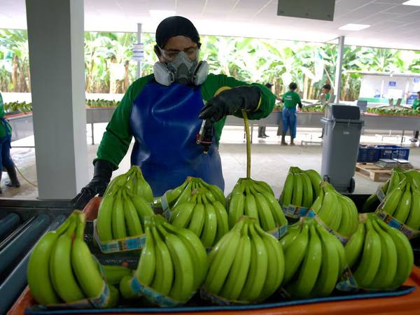 Banano e insumos sostienen el comercio Ecuador-Argentina