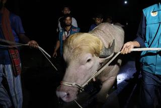 Búfalo “Donald Trump” en Bangladés evita el sacrificio por temor a disturbios