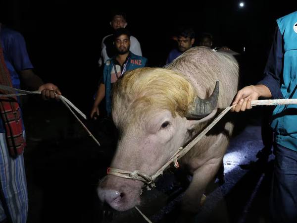 Búfalo “Donald Trump” en Bangladés evita el sacrificio por temor a disturbios