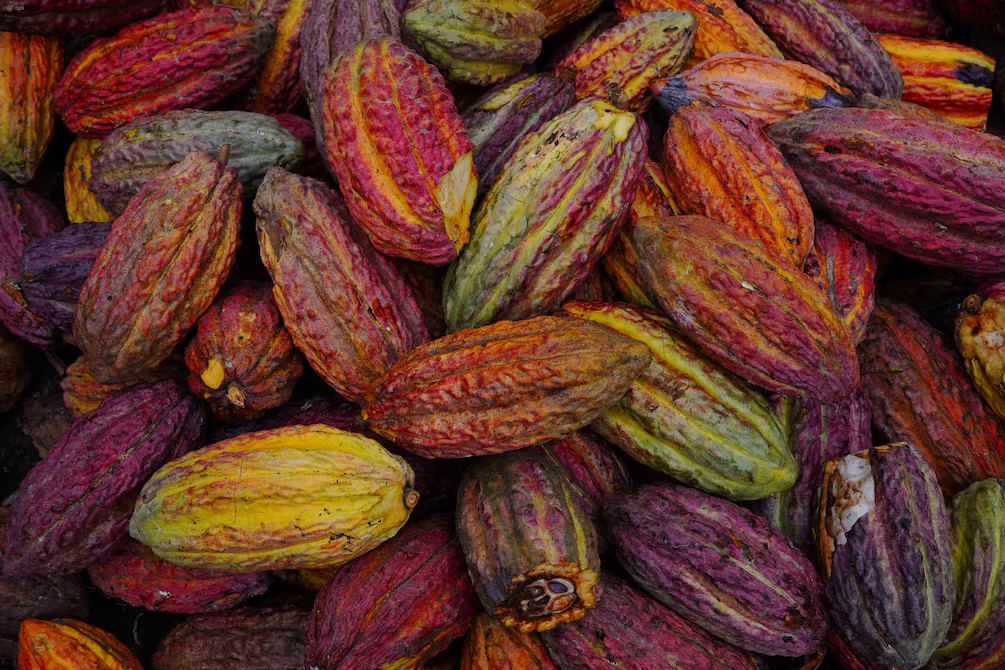 Cae 63,5% exportaciones de cacao ecuatoriano en 1T 2026, según datos