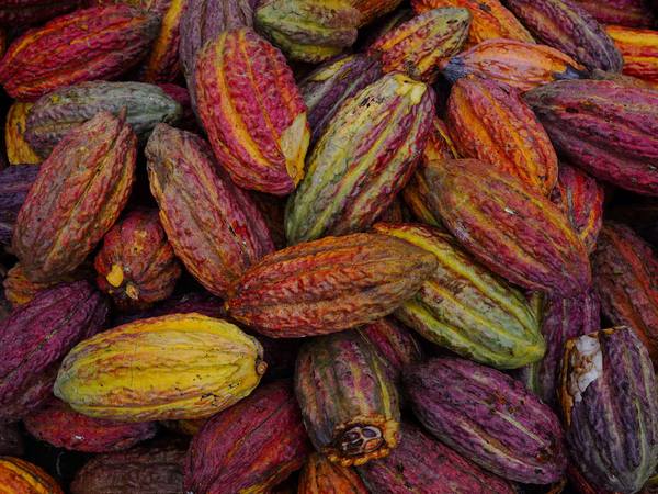 Cae 63,5% exportaciones de cacao ecuatoriano en 1T 2026, según datos