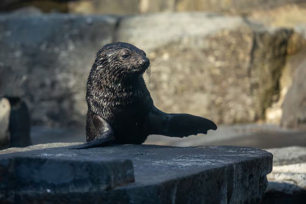 Cría de lobo marino sudafricana en Praga, primera en siete años