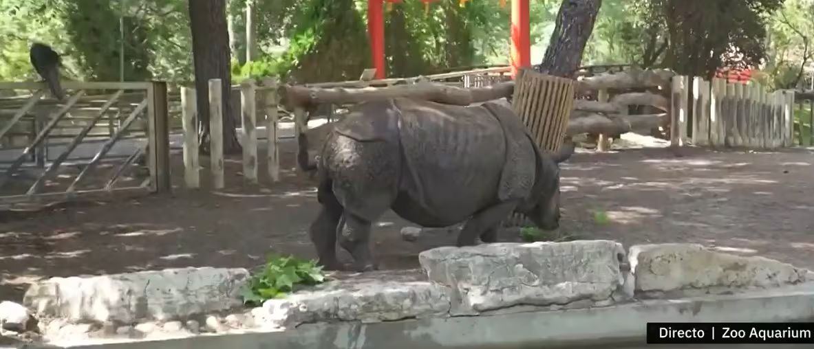 Eclipse solar en Aquarium de Madrid: rinoceronta india jugó