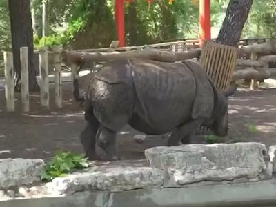Eclipse solar en Aquarium de Madrid: rinoceronta india jugó