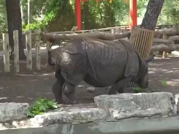 Eclipse solar en Aquarium de Madrid: rinoceronta india jugó