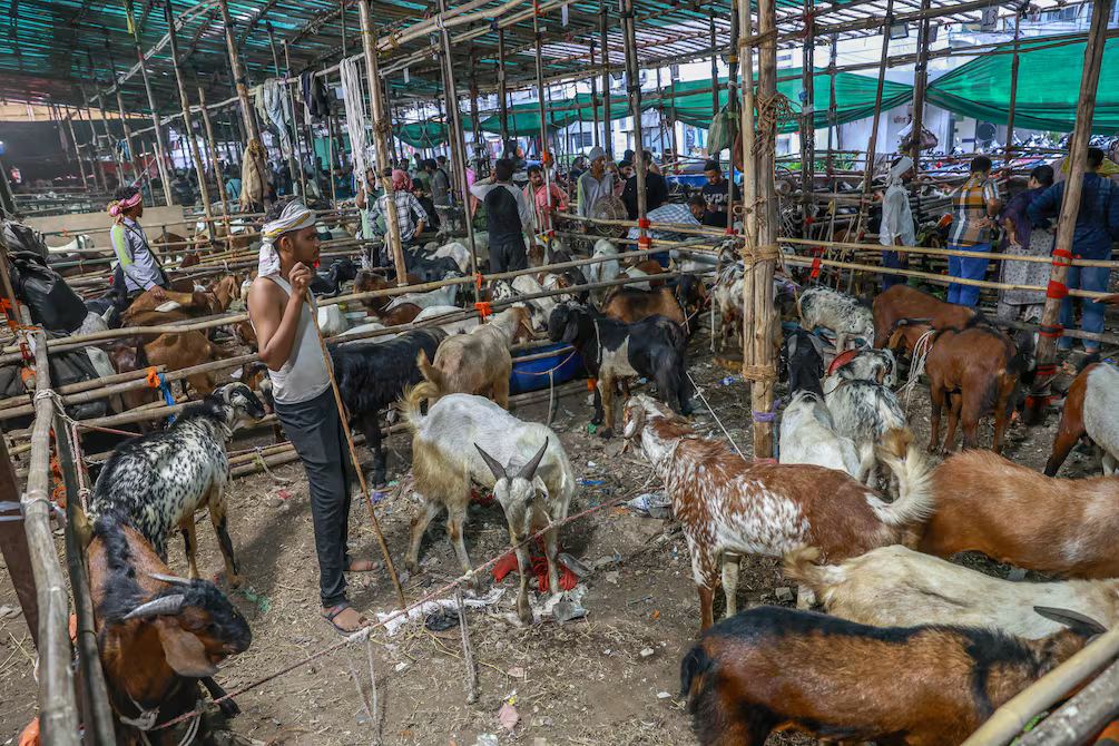 Eid al Adha en Nueva Delhi: límites al sacrificio y rezos en calles