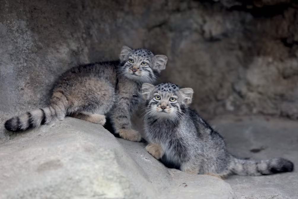 Kobe Animal Kingdom presenta cinco crías de gato de Pallas