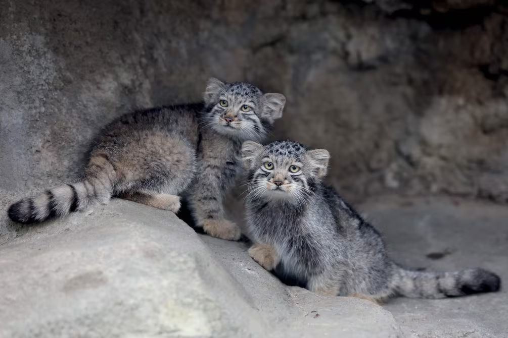 Kobe Animal Kingdom presenta cinco crías de gato de Pallas