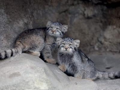 Kobe Animal Kingdom presenta cinco crías de gato de Pallas