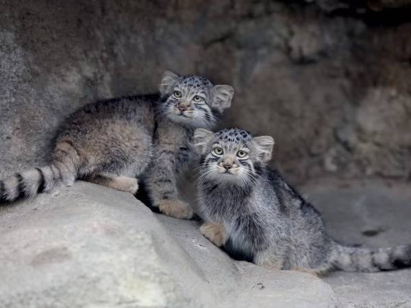 Kobe Animal Kingdom presenta cinco crías de gato de Pallas
