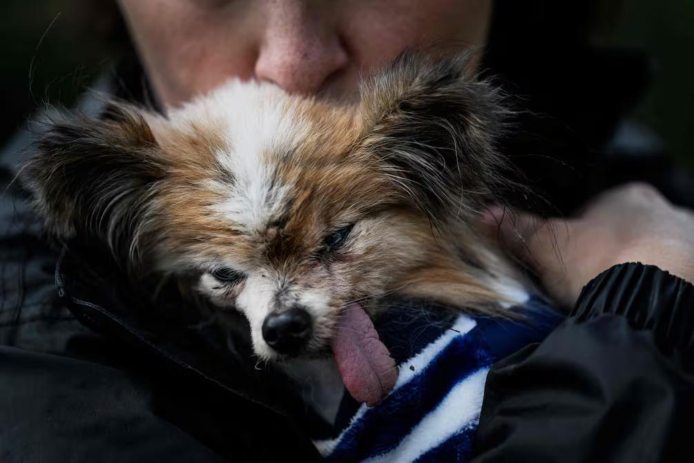 Lazare: el perro más viejo del mundo muere a los 30 años
