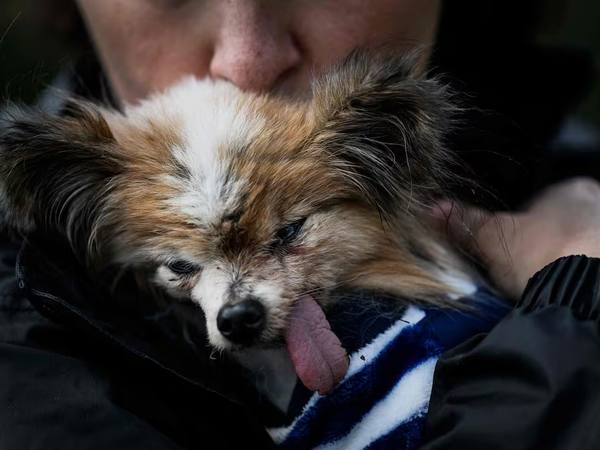 Lazare: el perro más viejo del mundo muere a los 30 años