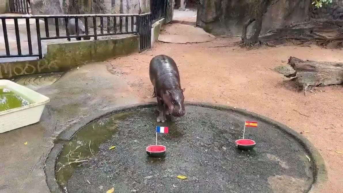 Moo Deng predice Francia-Inglaterra para la final del Mundial 2026