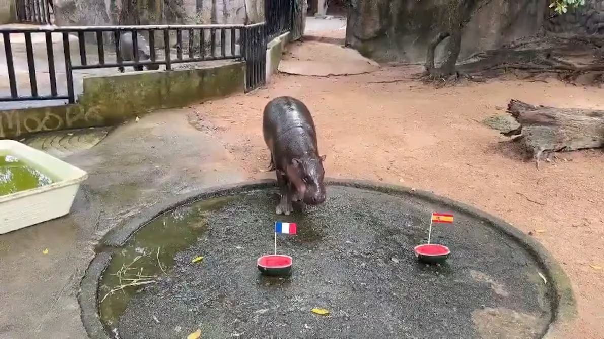 Moo Deng predice Francia-Inglaterra para la final del Mundial 2026