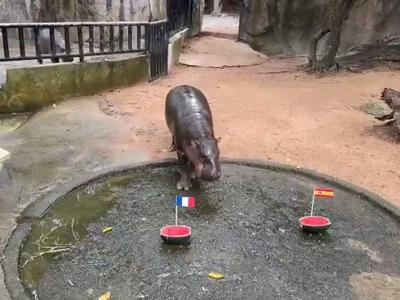 Moo Deng predice Francia-Inglaterra para la final del Mundial 2026