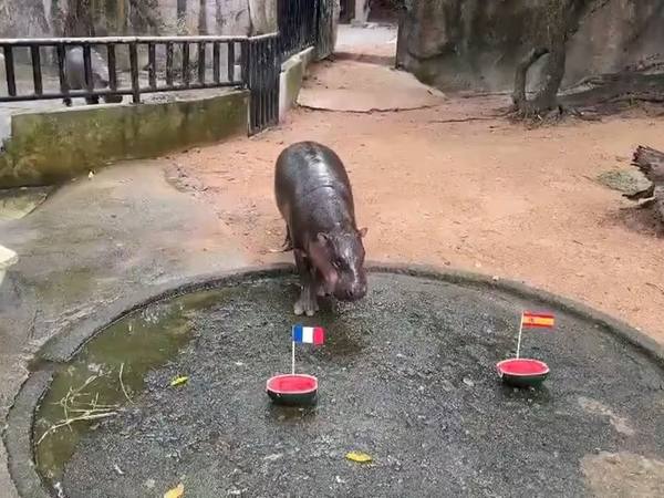 Moo Deng predice Francia-Inglaterra para la final del Mundial 2026