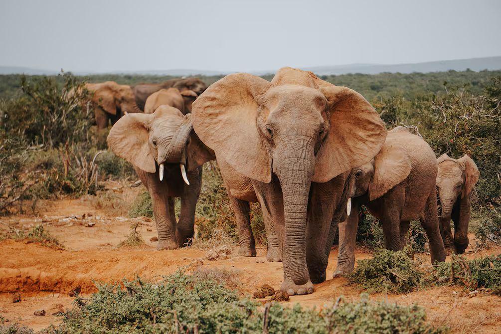 Mueren 15 elefantes en Amboseli: Kenia investiga causa
