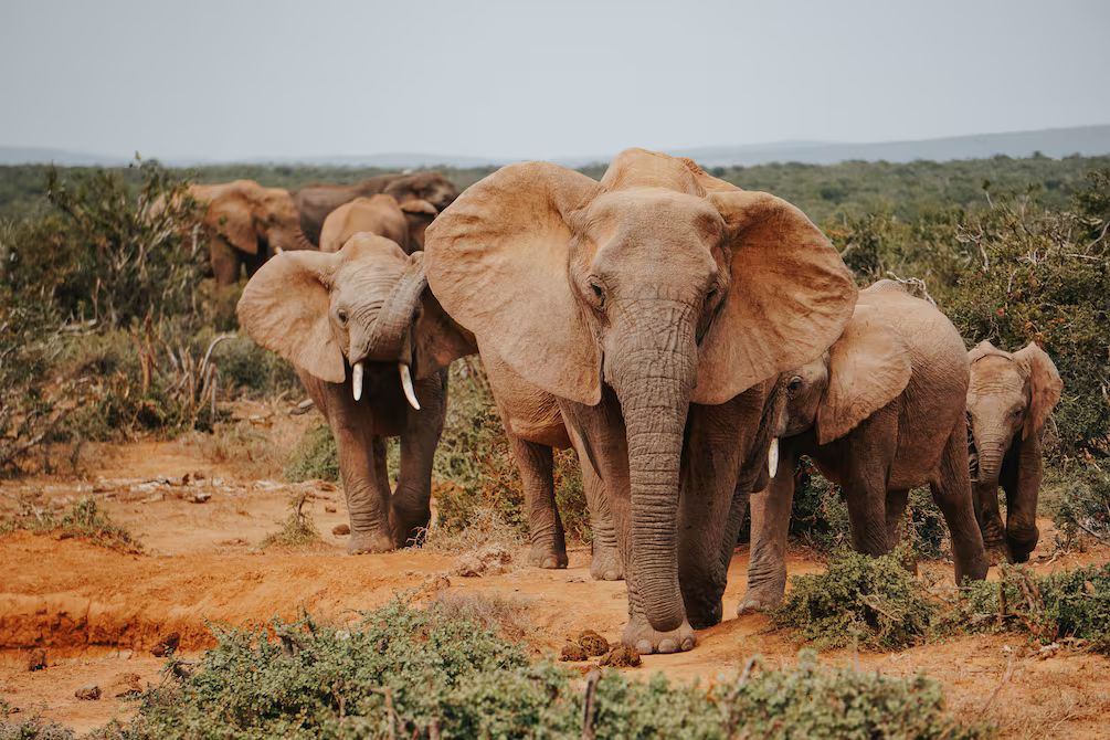 Mueren 15 elefantes en Amboseli: Kenia investiga causa