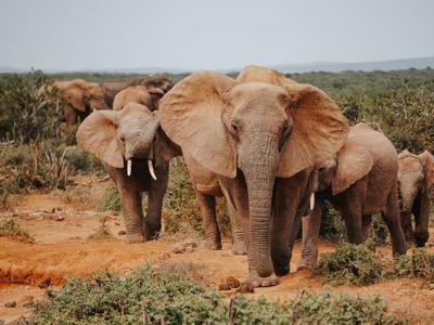 Mueren 15 elefantes en Amboseli: Kenia investiga causa