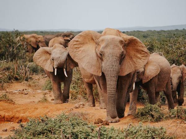 Mueren 15 elefantes en Amboseli: Kenia investiga causa