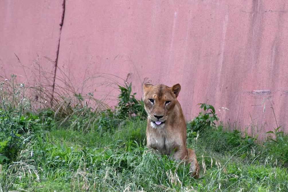 Muerte de tres leonas en el Zoo de Tama por altas temperaturas